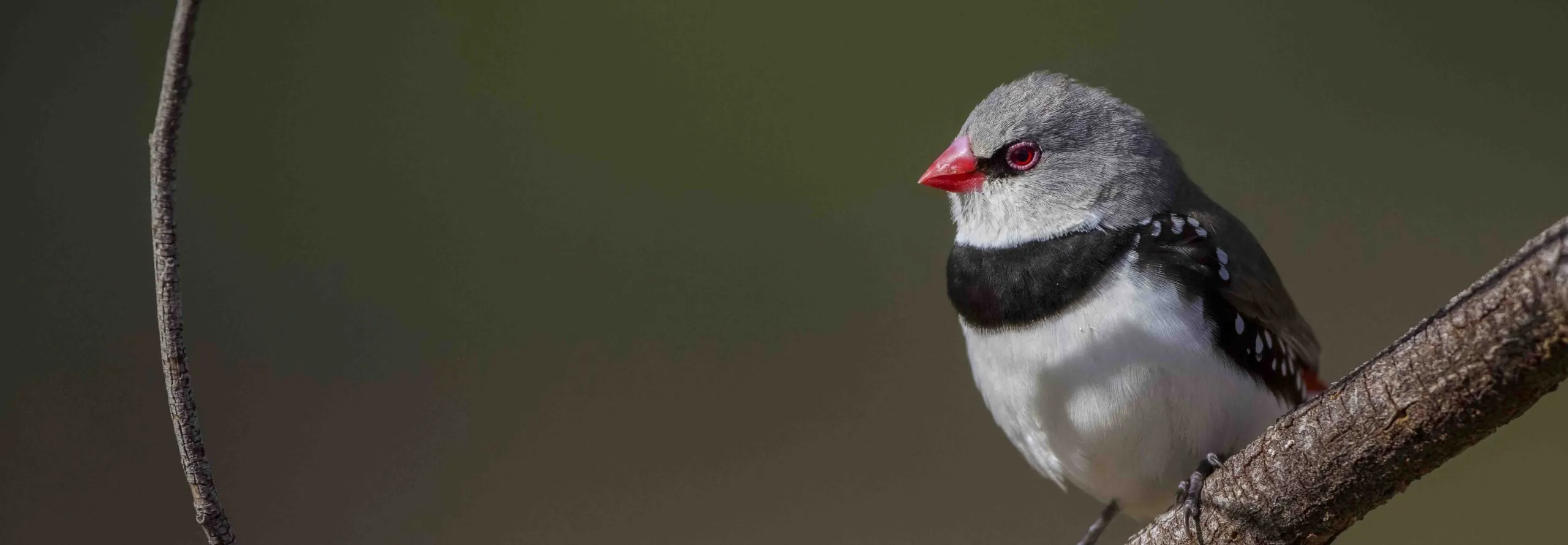 Diamond Firetail sitting on a branch, facing and looking left.