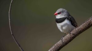 Diamond Firetail sitting on a branch, facing and looking left.
