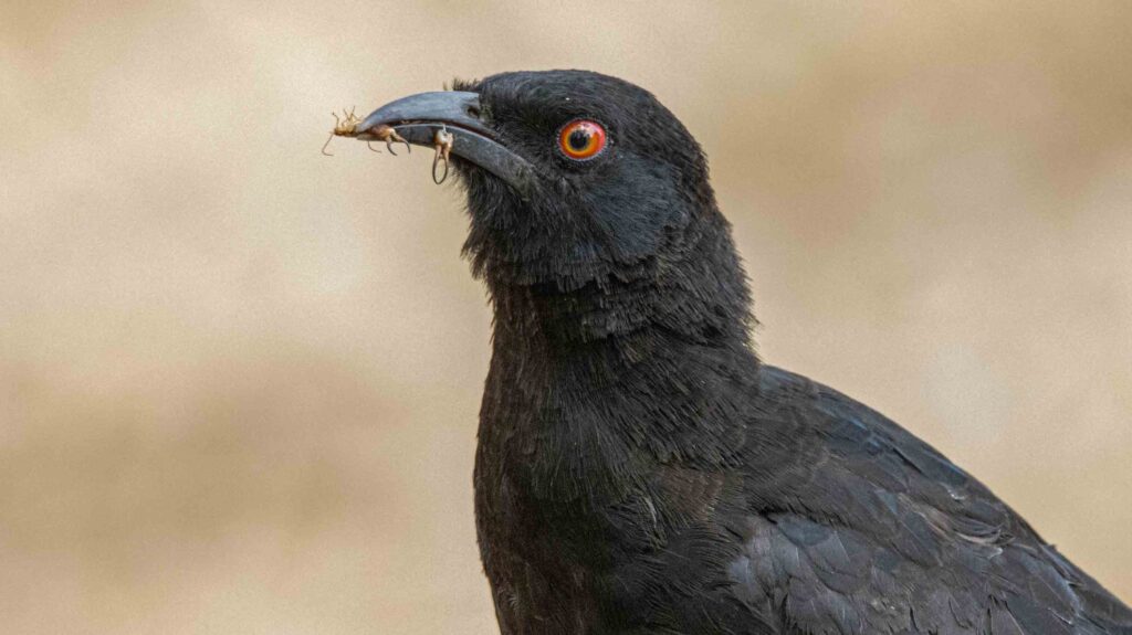 Chough facing and looking left, brown blurred background