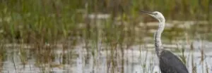 White-necked Heron amongst grassy wetland, looking and facing left