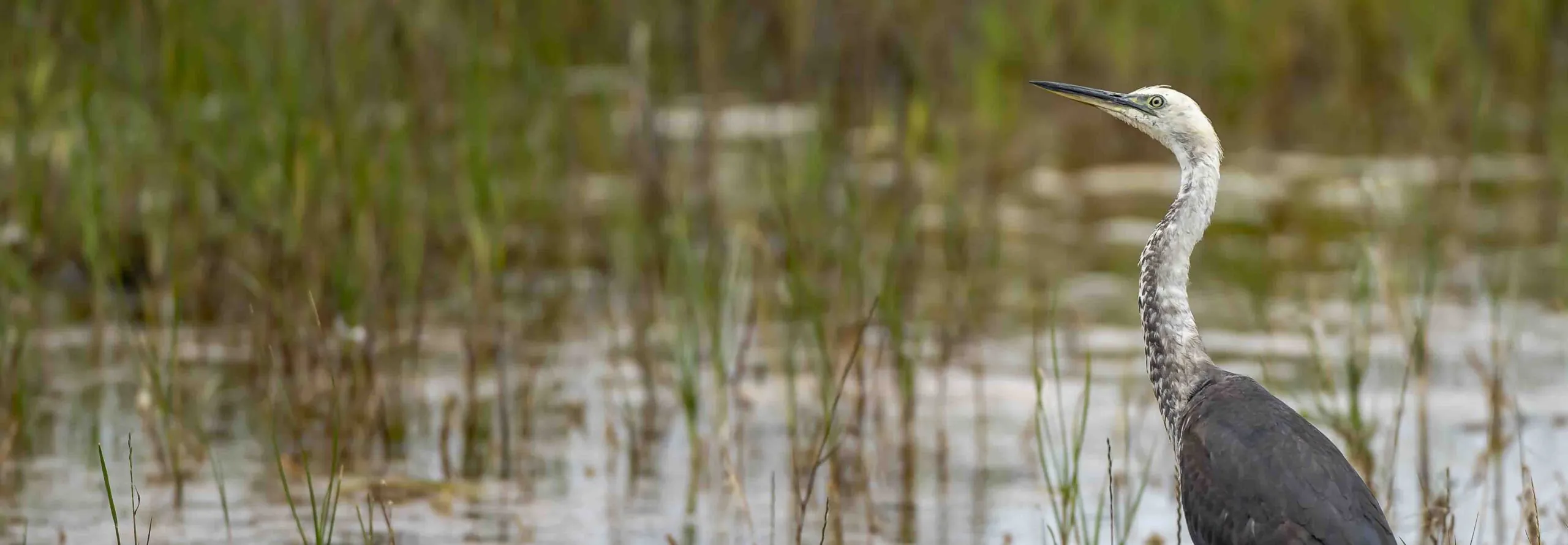 White-necked Heron amongst grassy wetland, looking and facing left