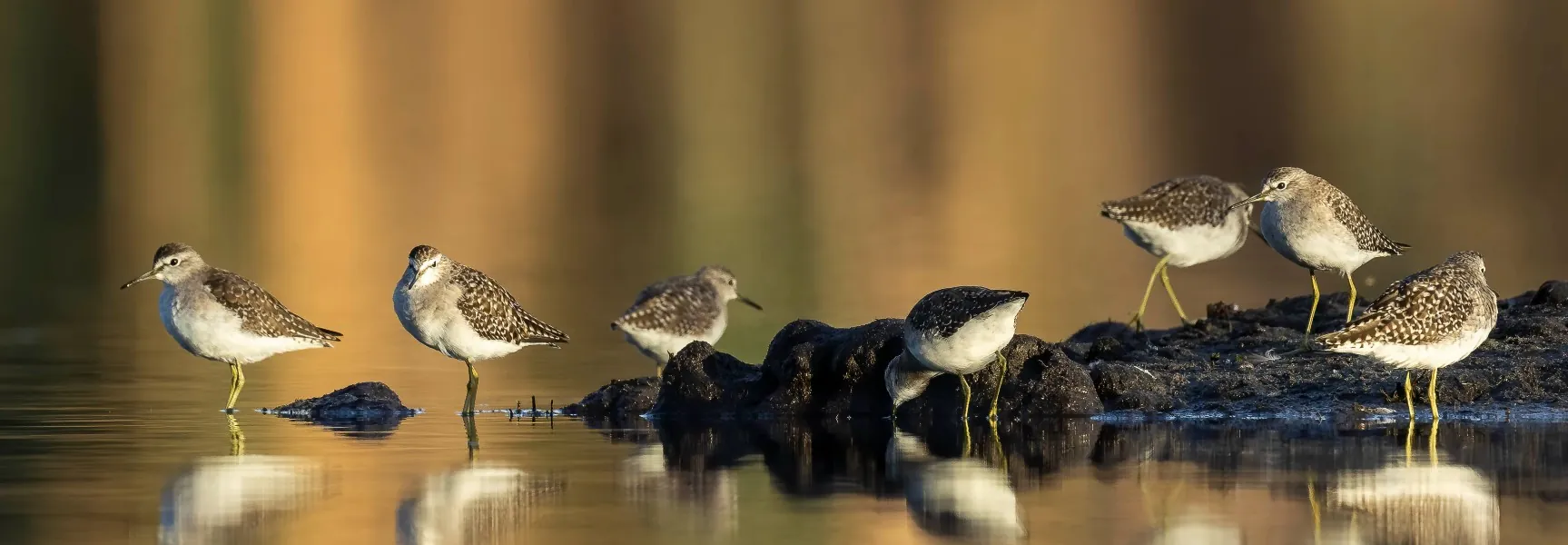 Small group of Wood Sandpipers sitting on rock and feeding in water. Golden streaked sun reflected in water