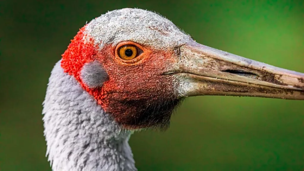 Close up of Brolga head, bird looking and facing right