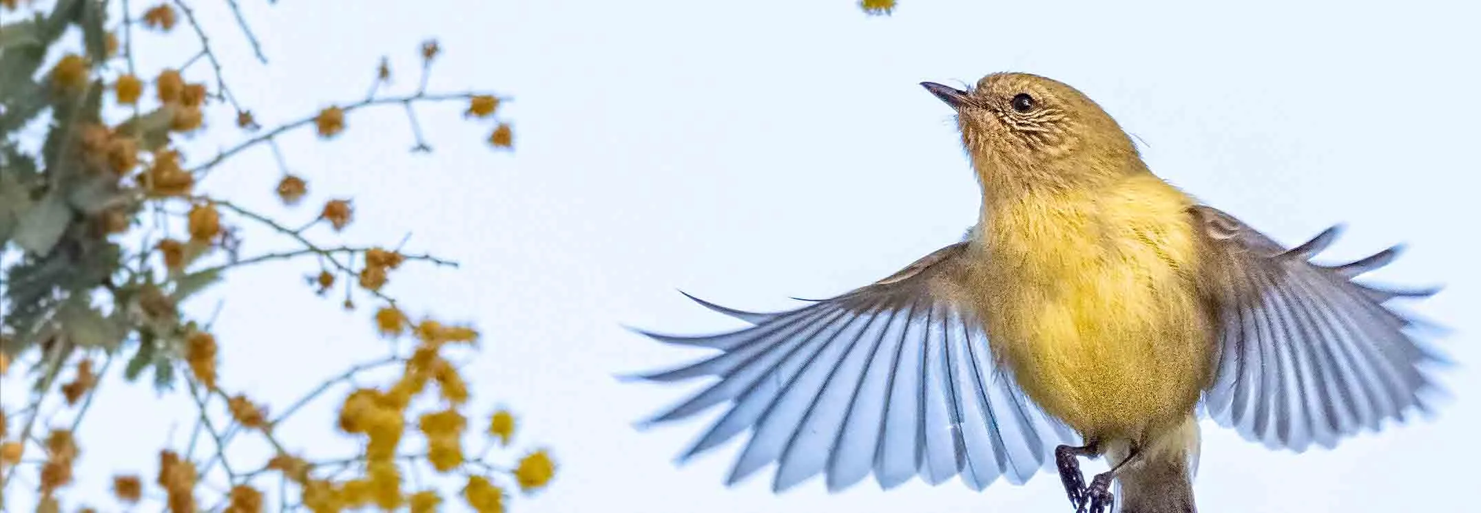 Yellow Thornbill with wings out stretched, photo from under the bird, bird looking left