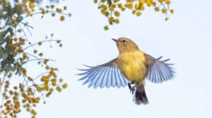 Yellow Thornbill with wings out stretched, photo from under the bird, bird looking left