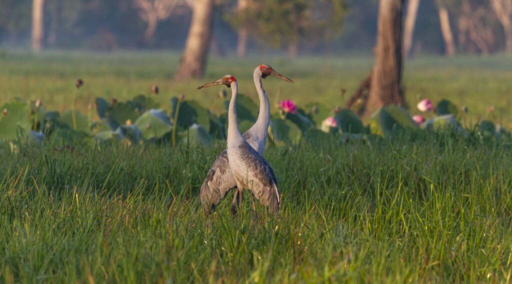 Two Brolga, facing opposite directions, one behind the other, surrounded by long grass.
