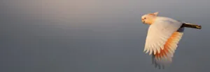 Pink Cockatoo in flight, wings down, grey sky, looking and facing left