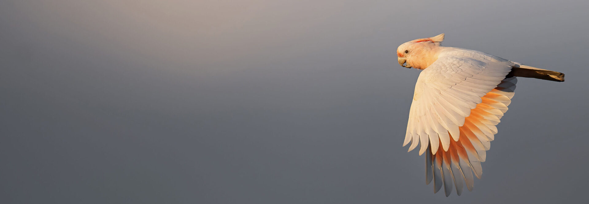 Pink Cockatoo in flight, wings down, grey sky, looking and facing left