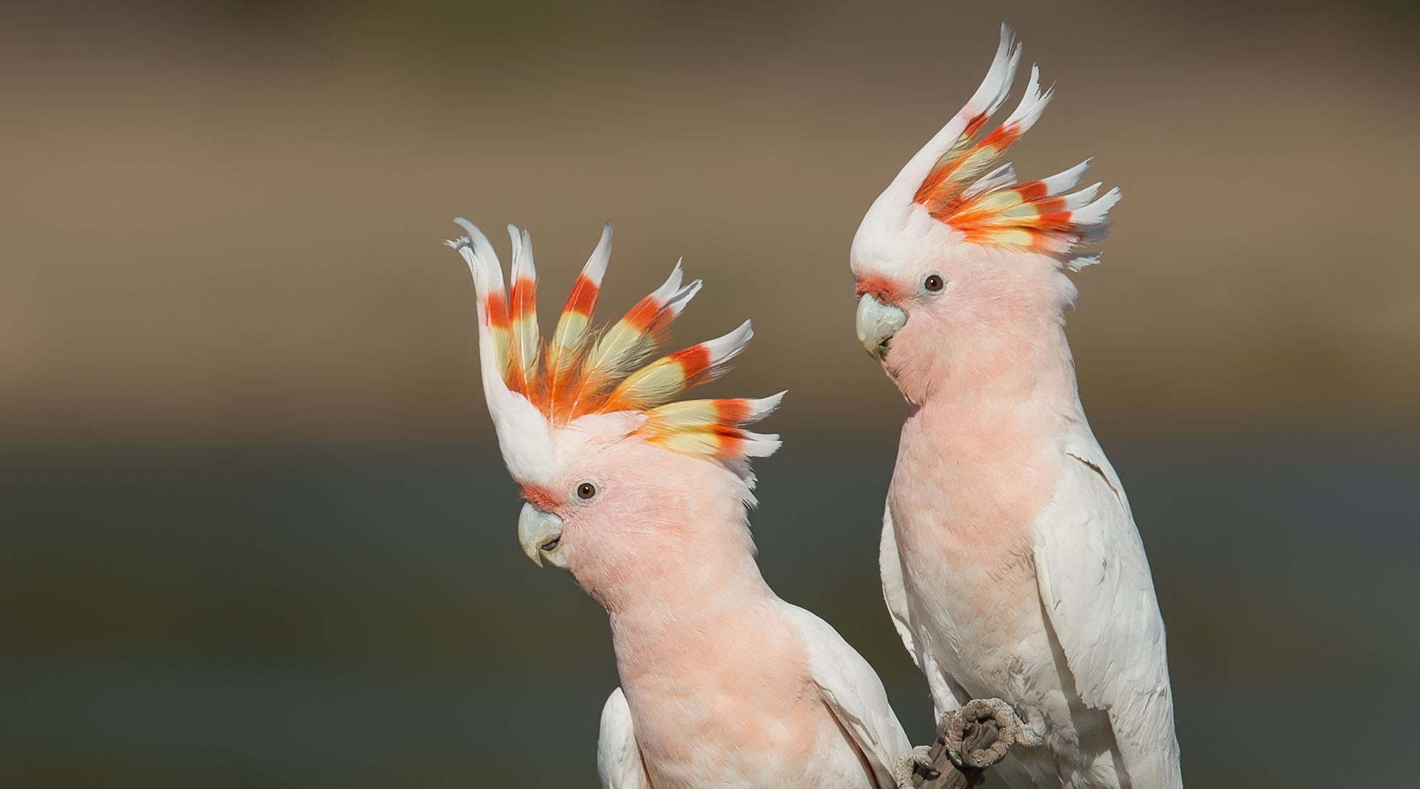 Pink Cockatoo Baby 489 Pink Cockatoo Stock Photos High Res Pictures Pink Cockatoo Baby 489 Pink Cockatoo Stock Photos High Res Pictures