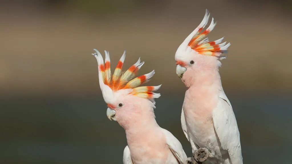 Two Pink Cockatoo sitting on a branch, looking and facing left
