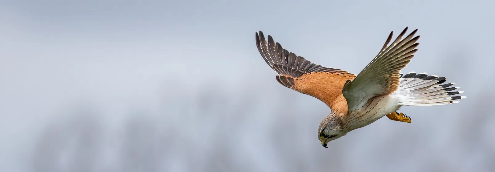 Nankeen Kestrel hovering in the sky looking for prey, wings outstretched and head down looking to the ground