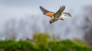 Nankeen Kestrel hovering in the sky looking for prey, wings outstretched and head down looking to the ground