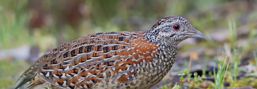 Painted Button-quail sitting on the round, among grass and leaf litter. Facing and looking right