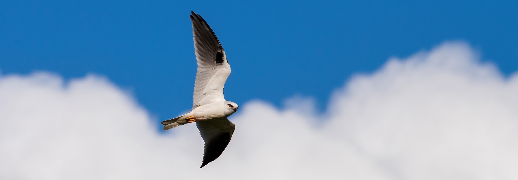 A black shouldered kite flies with wings outstretched on a backdrop of a sky. The bottom half is cloud, the top half is blue open sky.