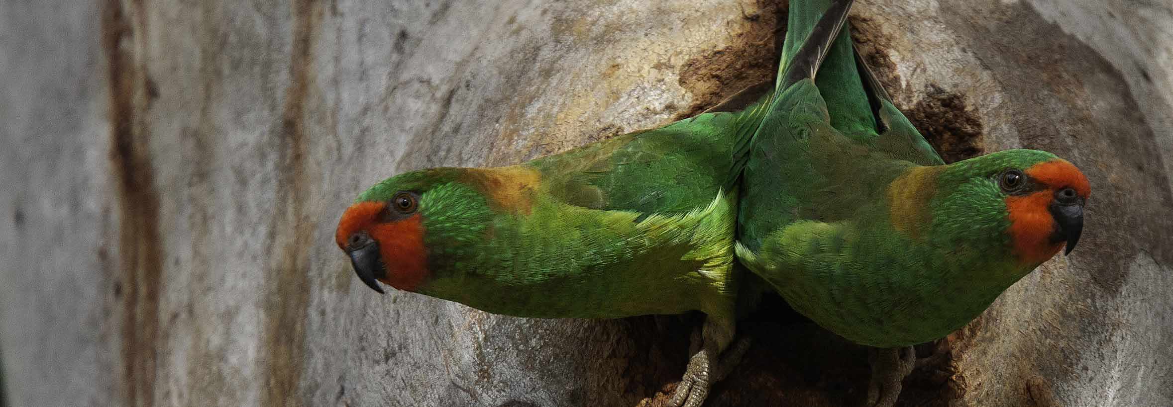 Two Little Lorikeets poking head out of a tree hollow, both reaching out and looking opposite ways