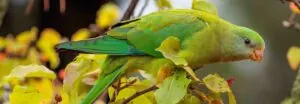 Female Superb Parrot sitting amongst Autumn foliage, looking and facing right