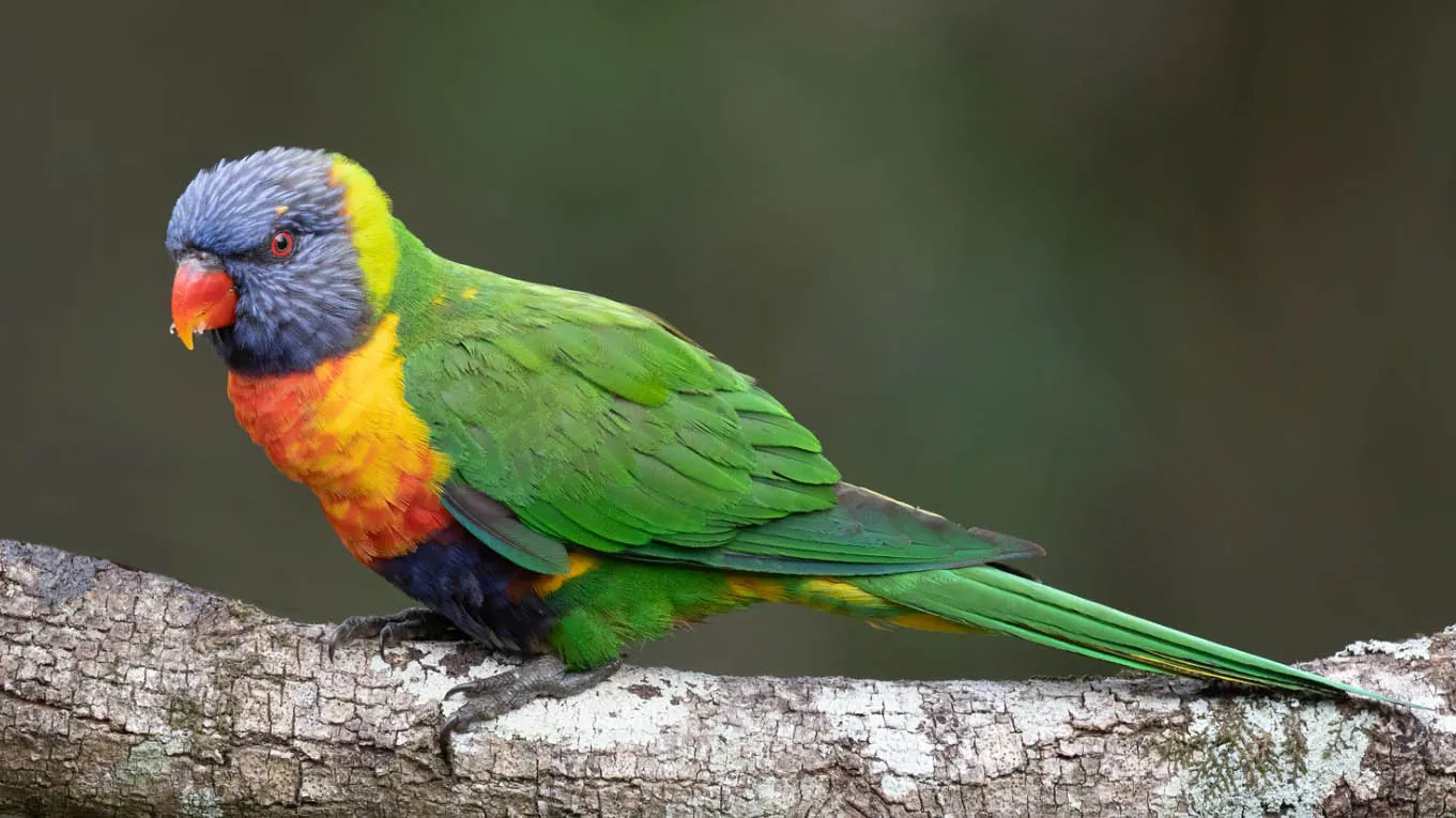 Swift Parrot Identification Guide - BirdLife Australia