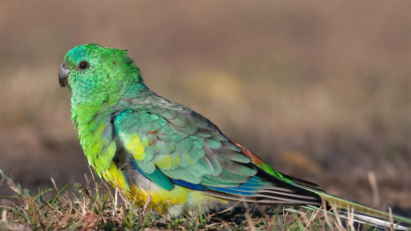 Swift Parrot Identification Guide BirdLife Australia