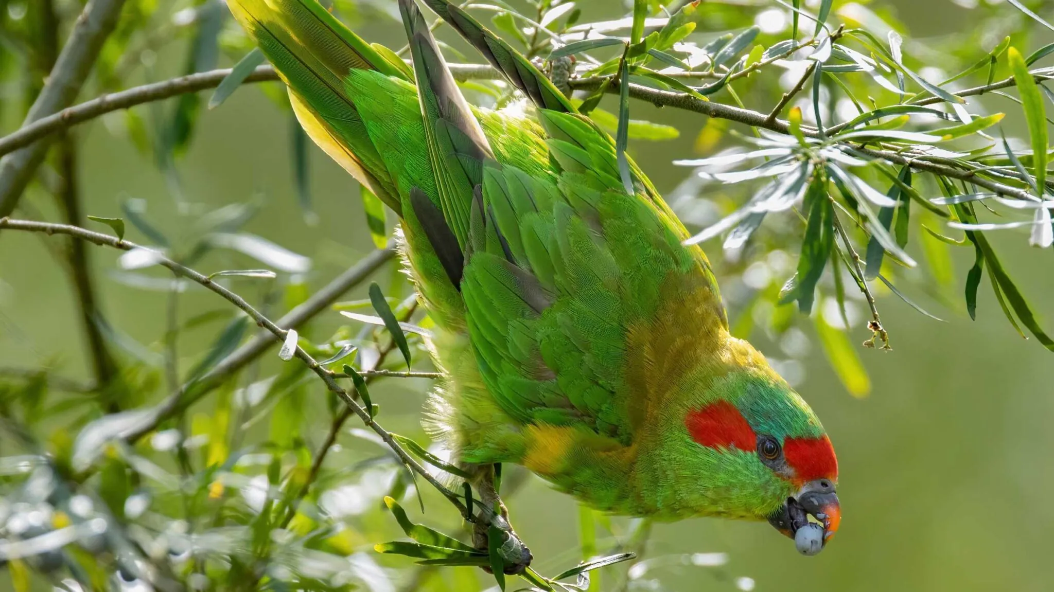Swift Parrot Identification Guide BirdLife Australia
