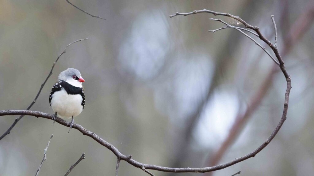 Diamond Firetail sitting on a long curved branch, facing and looking right.