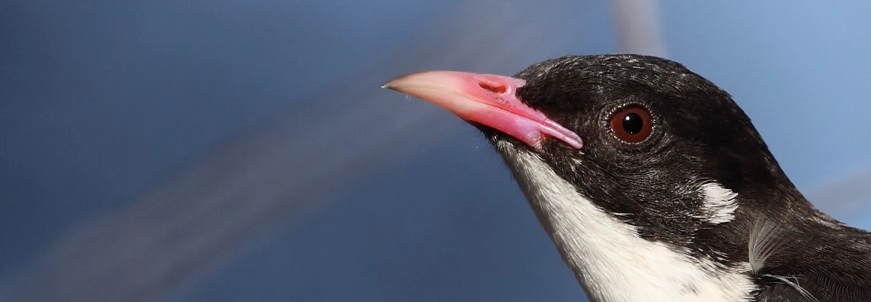 Painted Honeyeater facing and looking left, close up