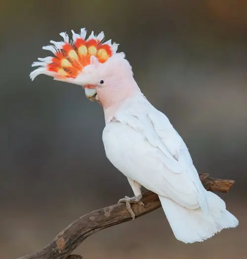 Pink Cockatoo crest raised