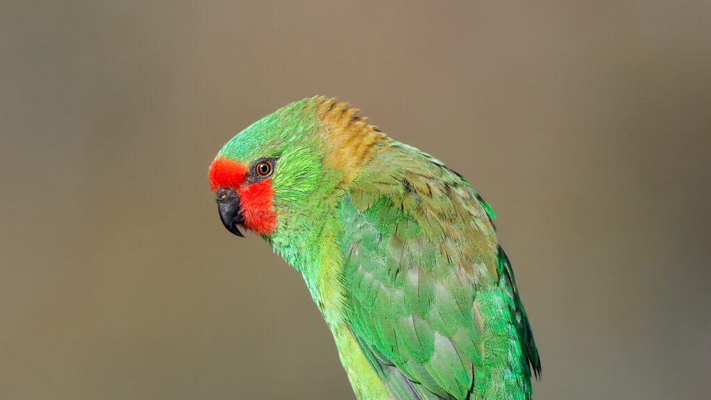 Little Lorikeet sitting on a branch and sitting and leaning over, bird looking left