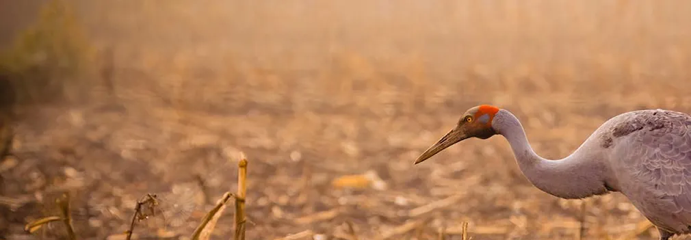 Brolga among brown, sunkissed grassland strolling and looking left