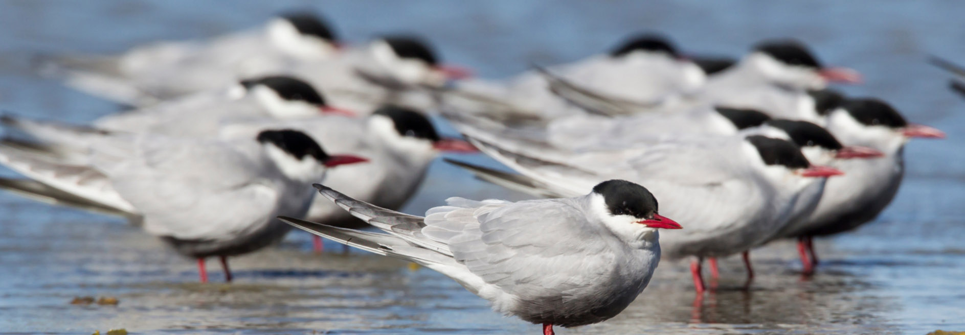 Flock of whiskered tern sitting in the ocean facing left