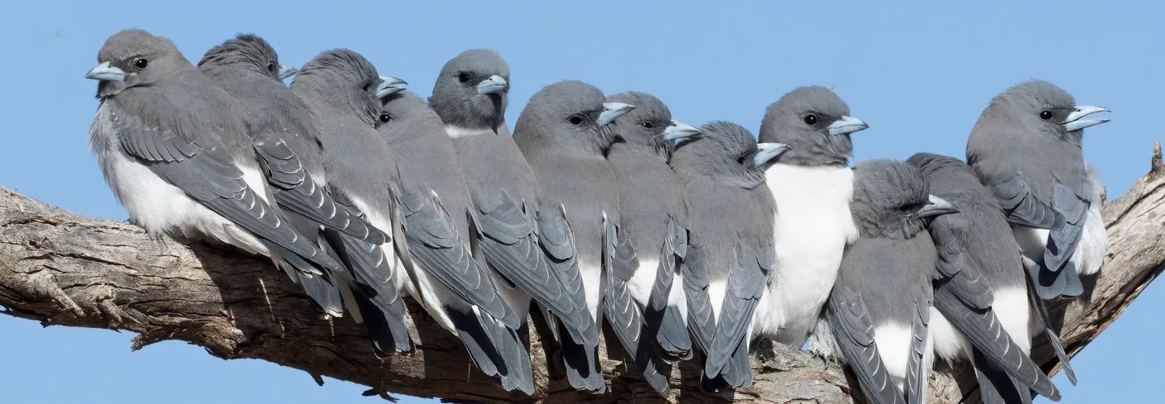 Flock of White-breasted woodswallows huddled along branch