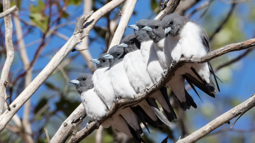Flock of White-breasted woodswallows huddled along branch
