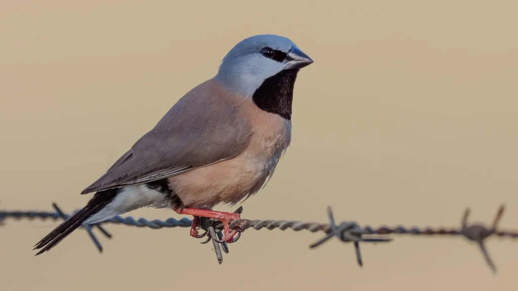 Black-throated finch sitting on wire, facing and looking right