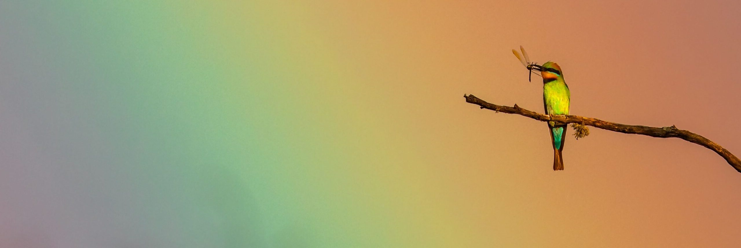 A Rainbow Bee-eater perched on a branch, facing to the left and with a dragonfly in its beak and against a rainbow background.