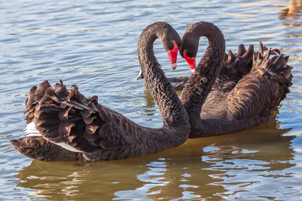 A Black Swan pair courting and forming a heart with their long necks, They are facing eachother and floating on the water.