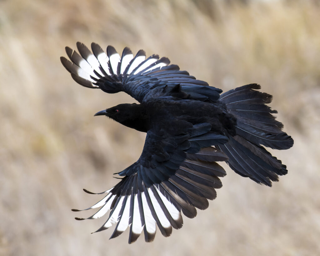 A White-winged Chough facing left in flight with white wing patches on display. 