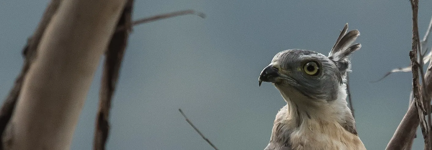 Pacific Baza in a tree looking and left