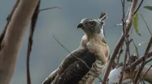 Pacific Baza in a tree looking and left