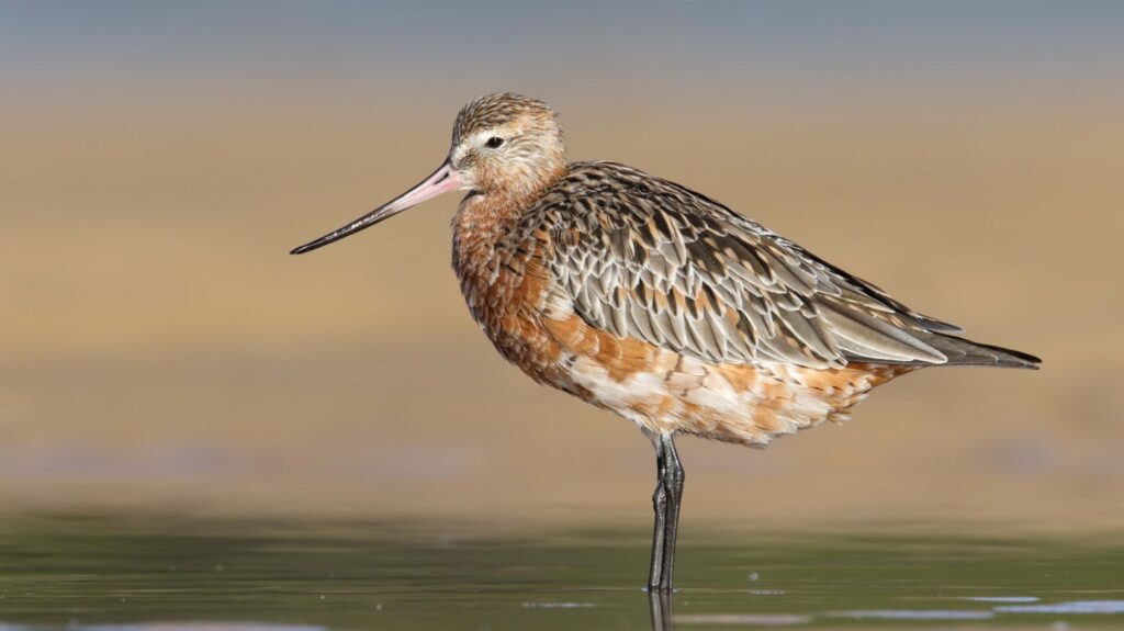 Bar-tailed Godwit in the start of breeding plumage, facing and looking left