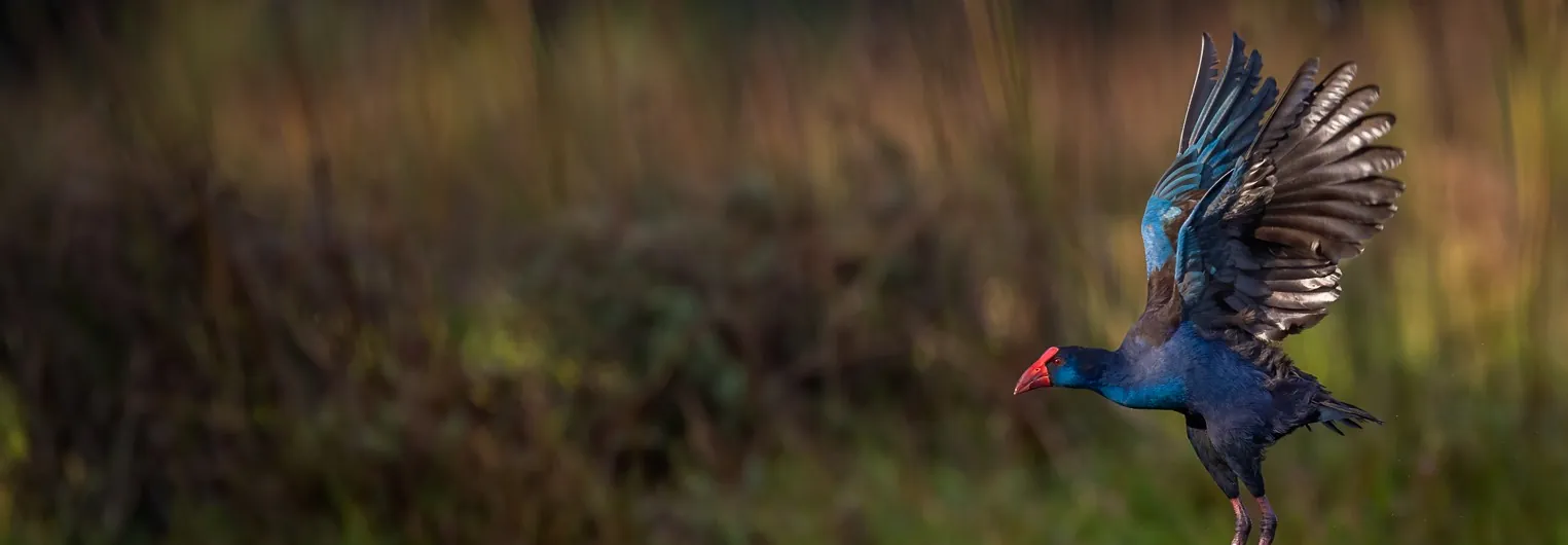 Purple Swamphen in flight, wings outstretched in air facing and flying left