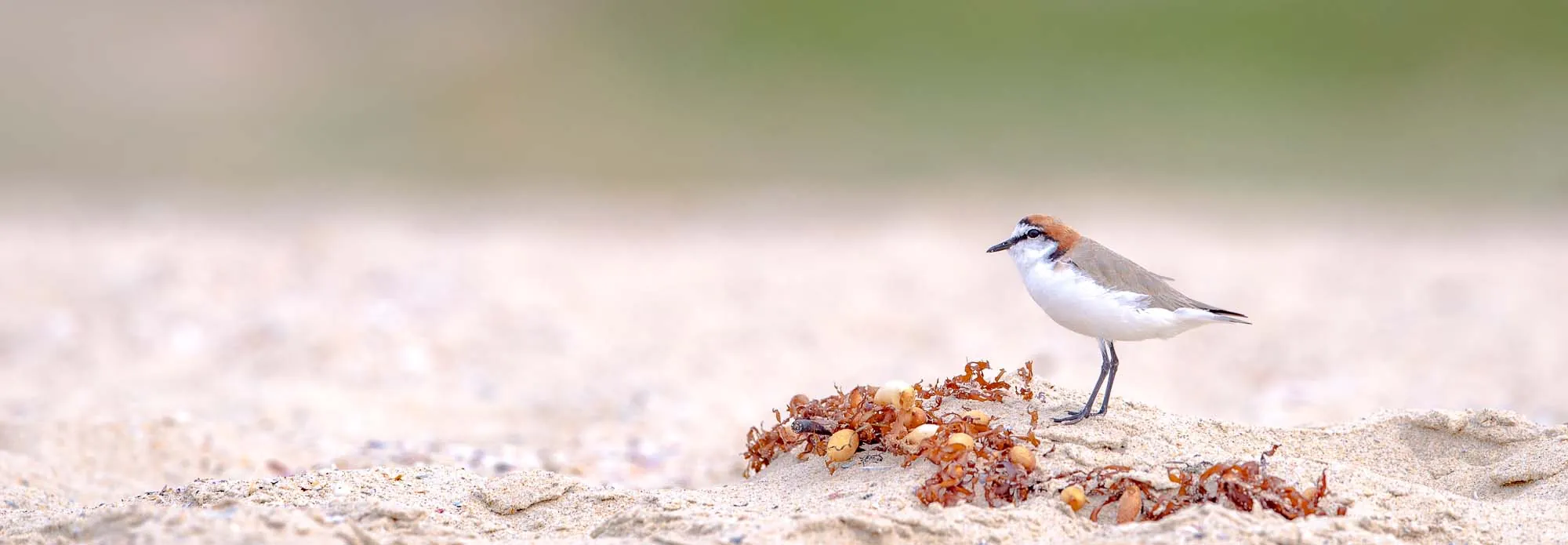 Red-capped Plover sitting amongst some dried seaweed on the beach, facing and looking left among expanse of sand