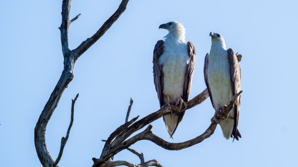 Two Sea-Eagles sitting on branch