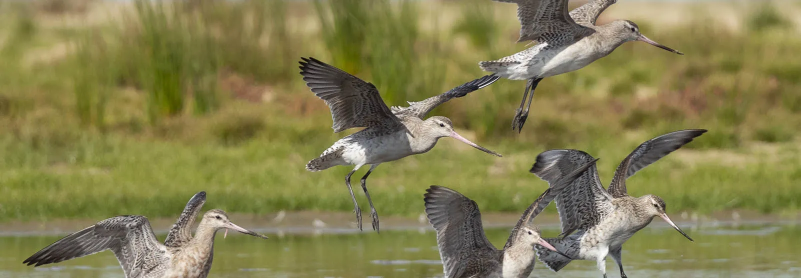 Small flock of Godwit coming into the wetland to land in the water