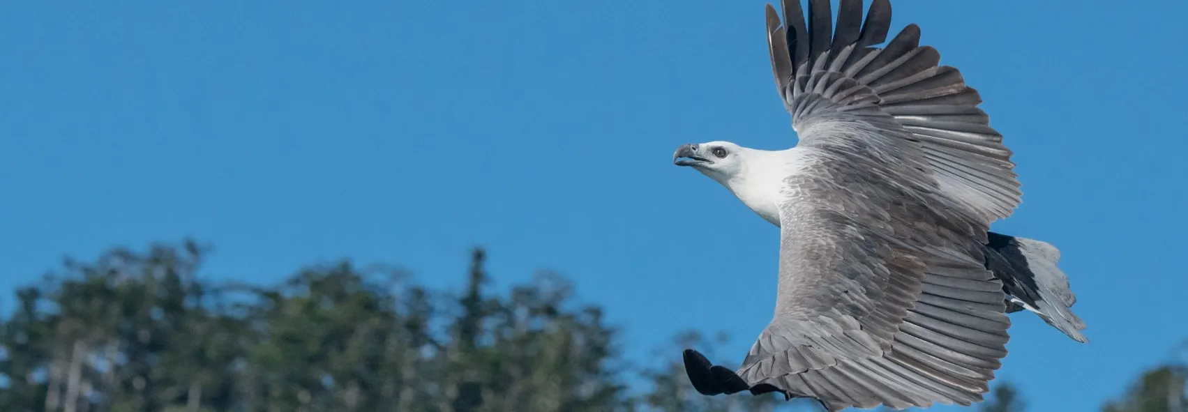 Sea-Eagle soaring over blue sky