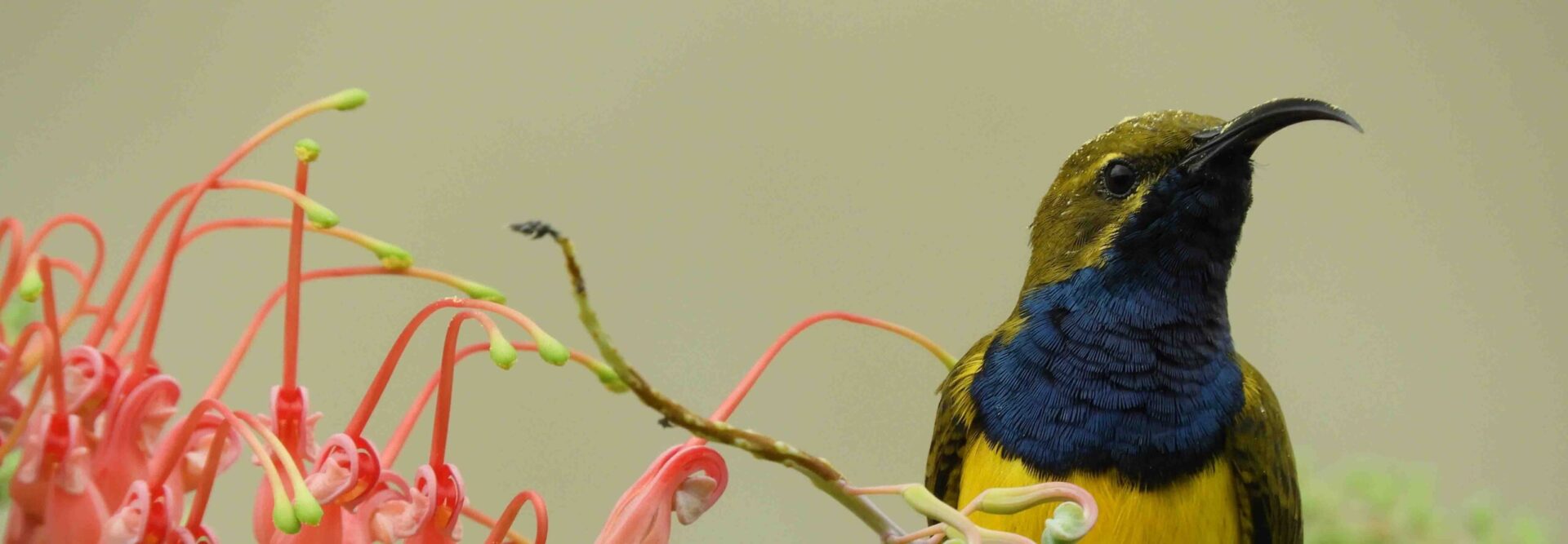 Olive-backed Sunbird sitting on a grevillea facing forward and looking right