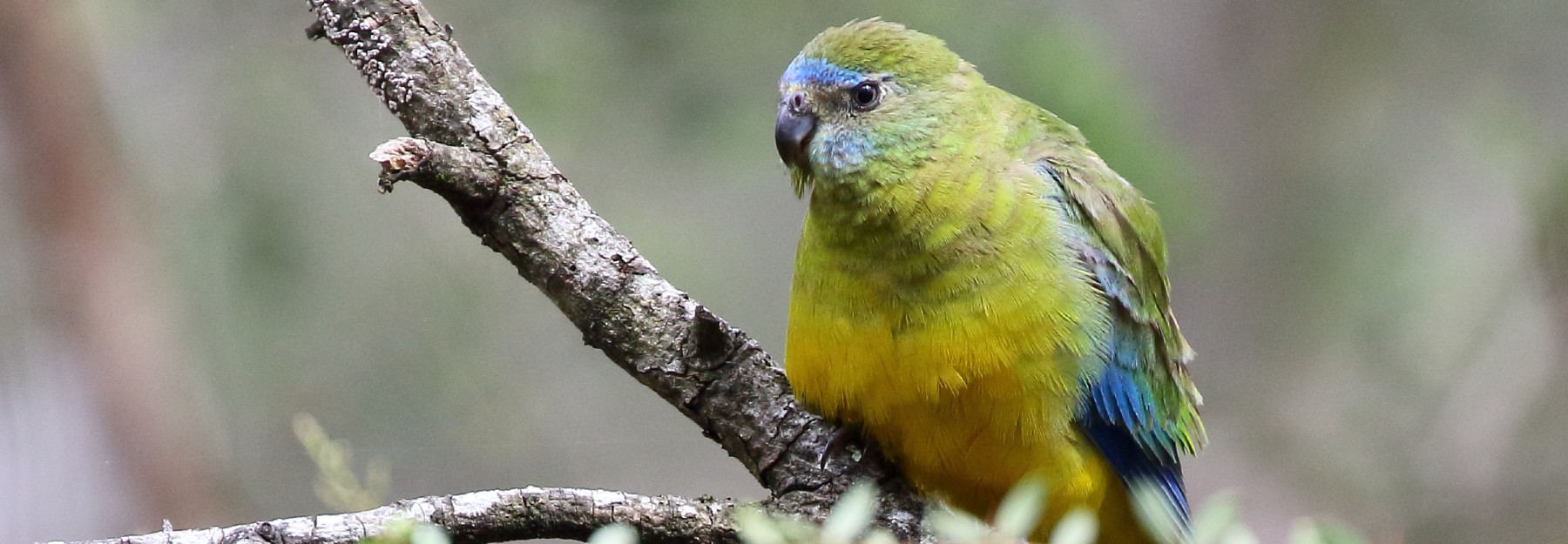 Turquoise Parrot