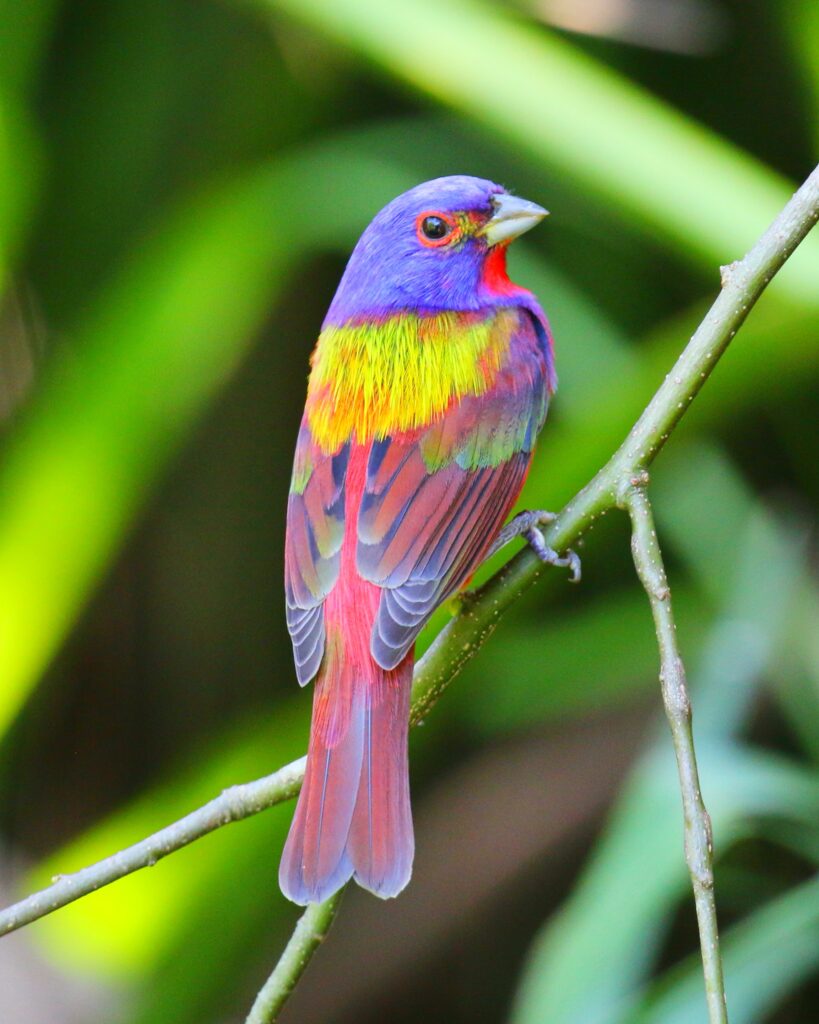 A brightly-coloured Painted Bunting perched on a branch, facing the camera