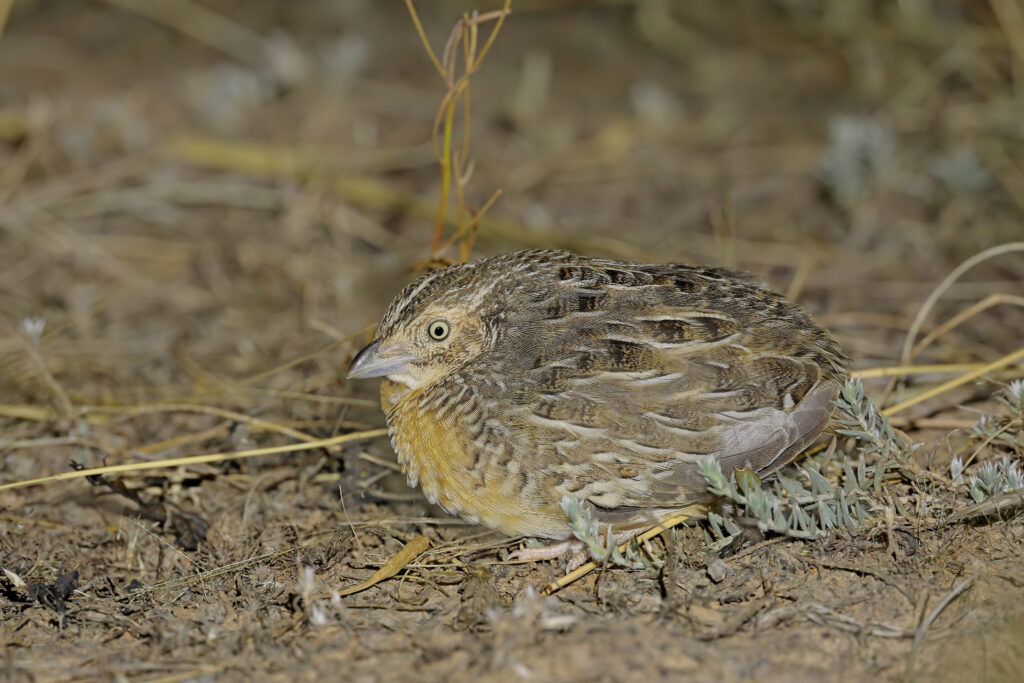 Red-Chested Button Quail camouflaged sitting amongst some sticks and twigs 