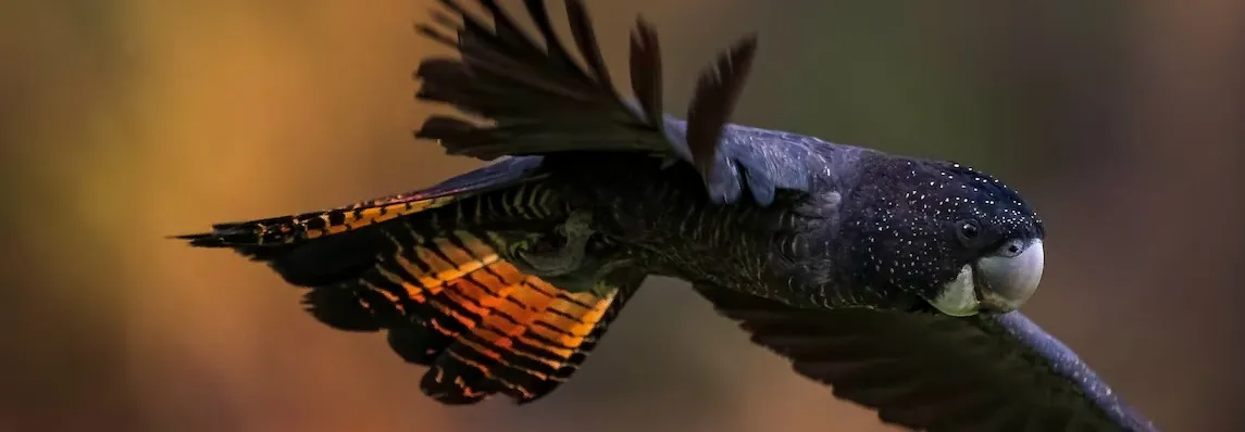 Flying cockatoo