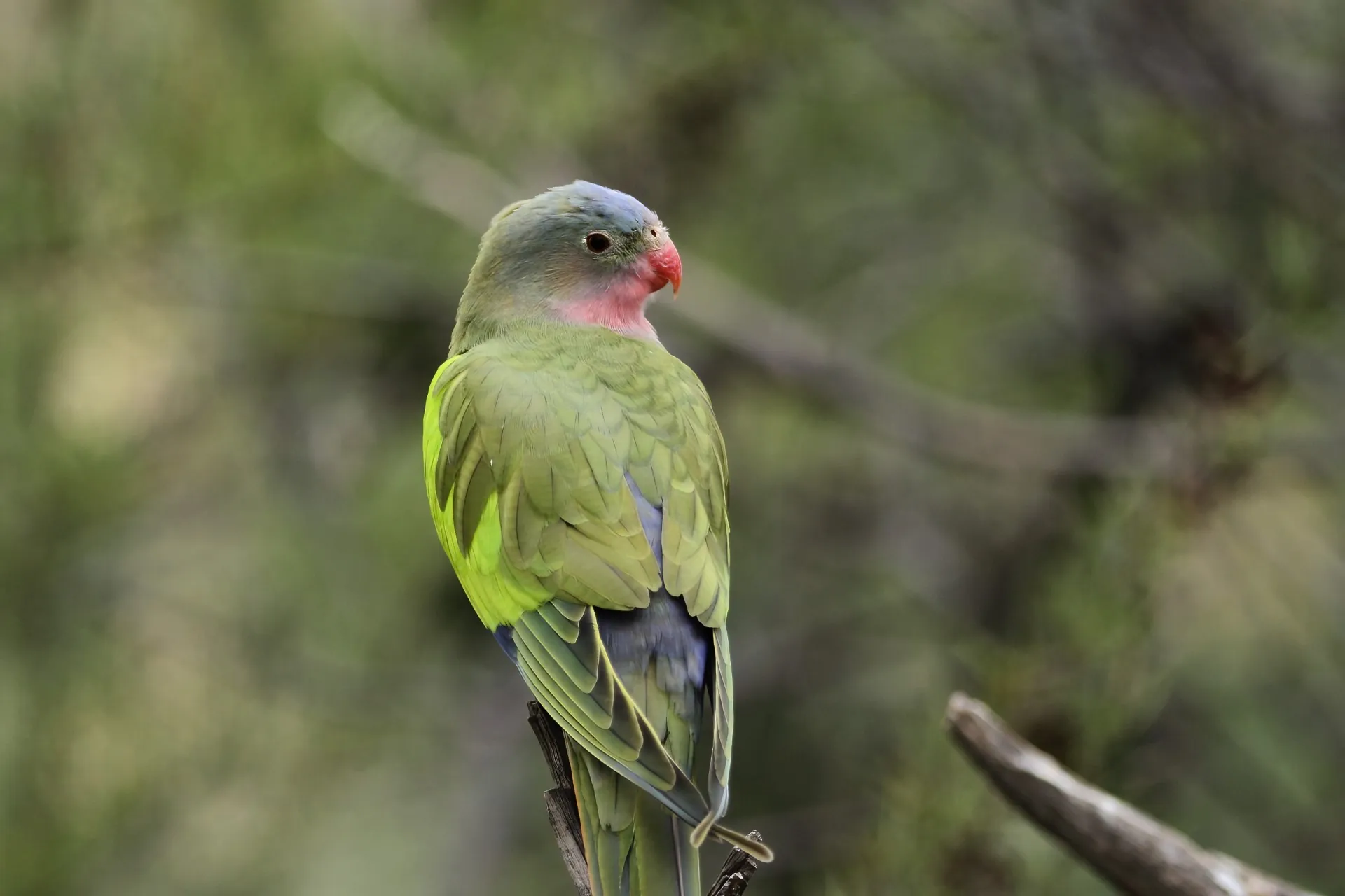 10 of Australia's most elusive birds - BirdLife Australia