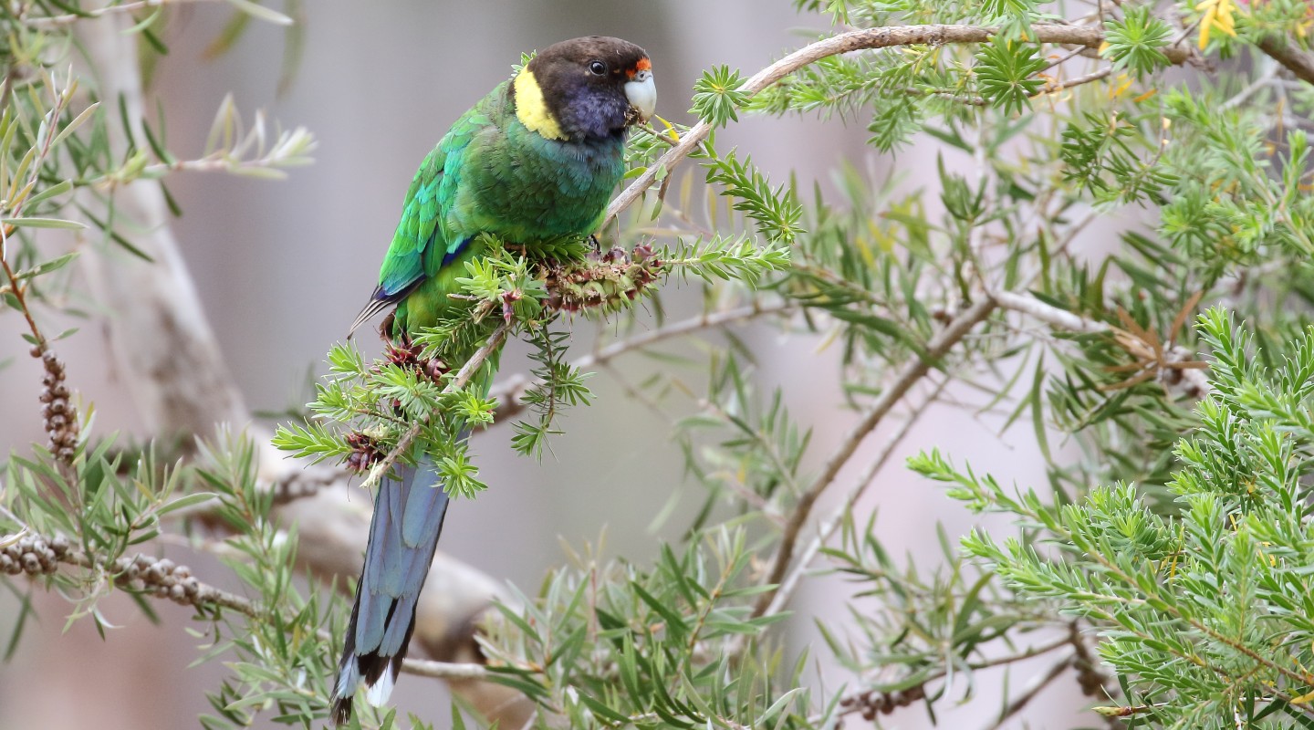 Save Birds. Save Life. - BirdLife Australia